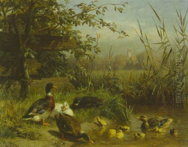 Enten Am Wasser Eines Tumpels Vorn - view 1
