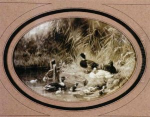 Entenparadies Am Teich Mit Lagernden Und Schwimmenden Enten Und Kuken
