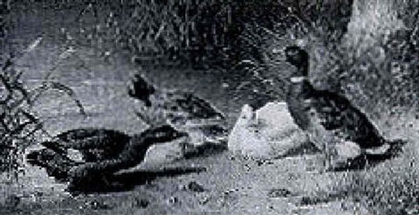 Ducks On A Riverbank - view 1