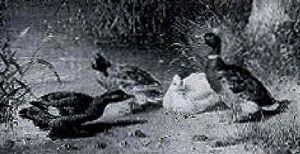 Ducks On A Riverbank