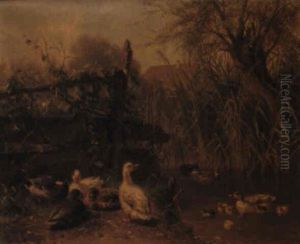 Enten Am Flus