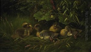 Entenkuken Im Nest