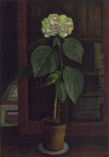 Hortensie - view 1