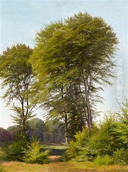 Hohe Laubbaume Am Waldrand - view 1