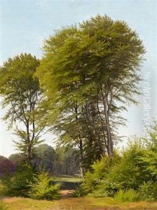 Hohe Laubbaume Am Waldrand Hohe Laubbaume Am Waldrand