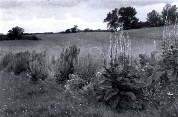 A Field With Wildflowers - view 1