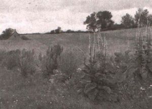 Landskab Med Gronne Marker Og Garde, I Forgrunden Vilde     Blomster