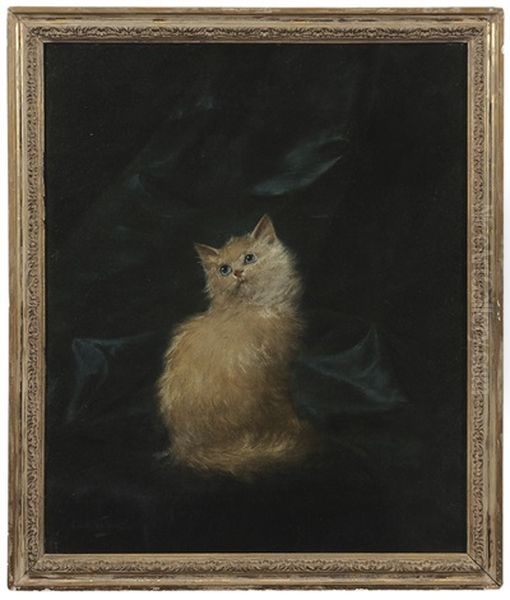 Kitten - view 1