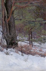 Wald Im Winter