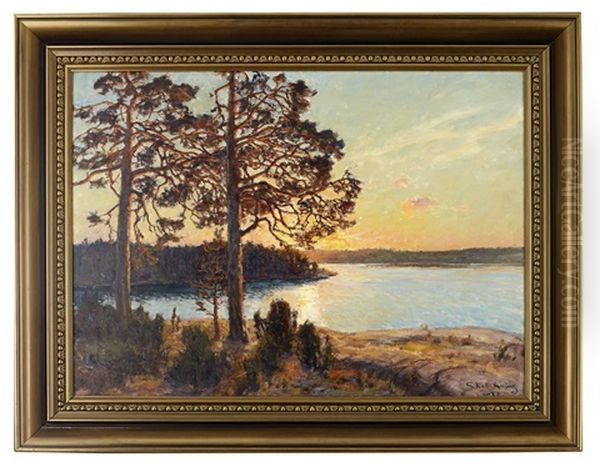 Solbelysta Tallar I Skargardslandskap - view 1