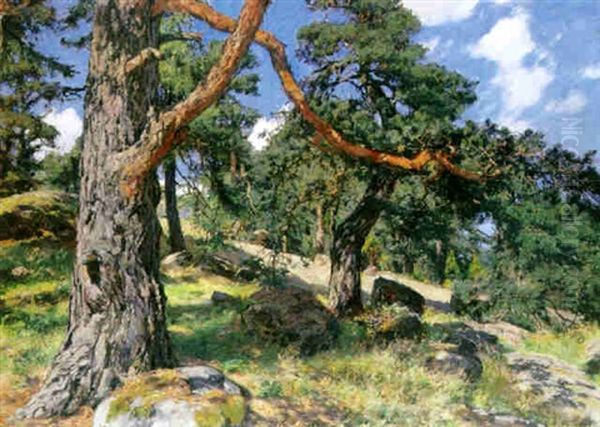 Skargardslandskap Med Tallar - view 1