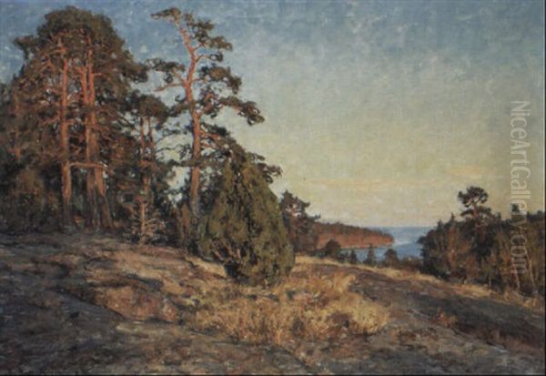 Kustlandskap Med Tallar I Sol - view 1