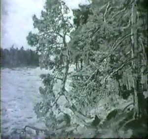 Parti Fra Skaergarden Med Fyrretraeer Parti Fra Skaergarden Med Fyrretraeer