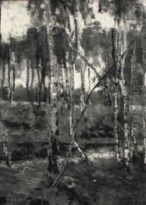 Lichter Birkenwald