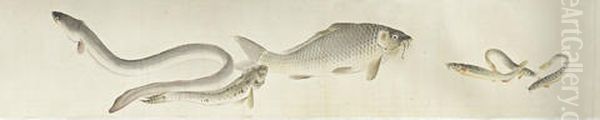 Untitled (more Than Ten Specis Of Fresh Water Fishes, Shells And Crabs) - view 1