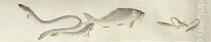 Untitled (more Than Ten Specis Of Fresh Water Fishes, Shells And Crabs) by Nishiyama Kan'Ei