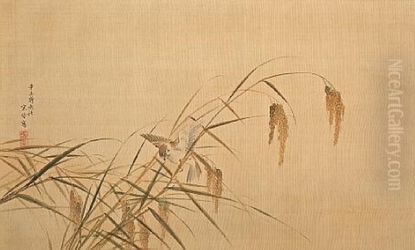 Sparrow In Rice Plants - view 1