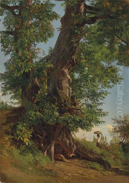 Etude D"arbre - view 1