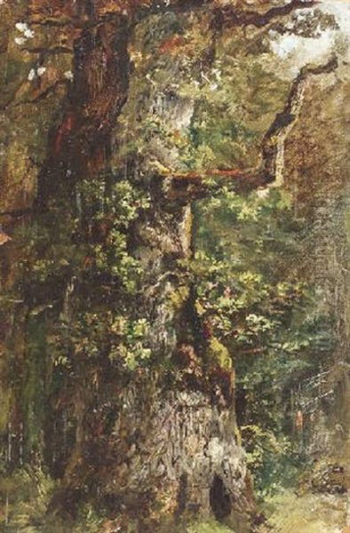 Alte Eiche Im Wald - view 1