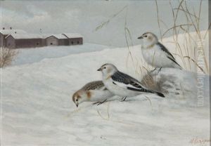 Snow Buntings by Matti Karppanen