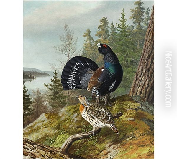 A Pair Of Capercaillies - view 1