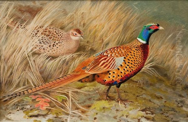 Phasianus Lorquatus - view 1