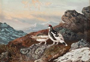 Ptarmigans