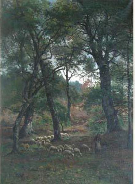Moutons Dans Le Sous-bois - view 1