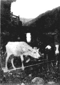Kuhe Auf Der Weide by Anton Katzer