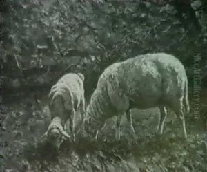 Schafgruppe Auf Weide by August Kaufhold