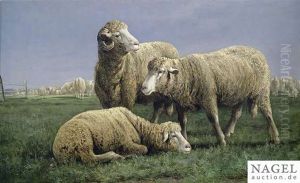 Flock Of Sheep On A Summery Meadow by Adolf Kaufmann