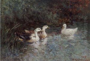 Enten Im Wasser Enten Im Wasser
