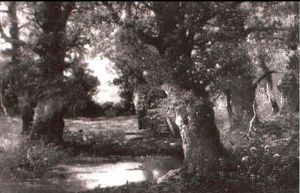 Am Waldteich
