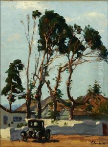 Eucalyptus Trees In Laguna Beach, Calif.