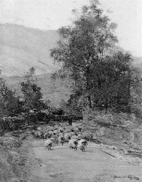Driving Sheep - view 1