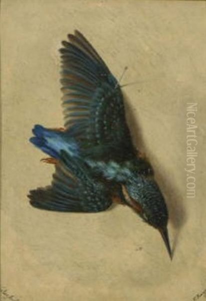 Eisvogel - view 1