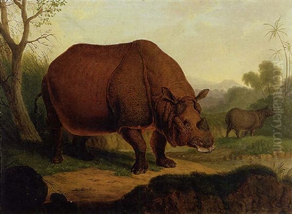 A Rhinoceros - view 1