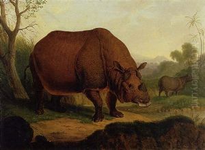 A Rhinoceros