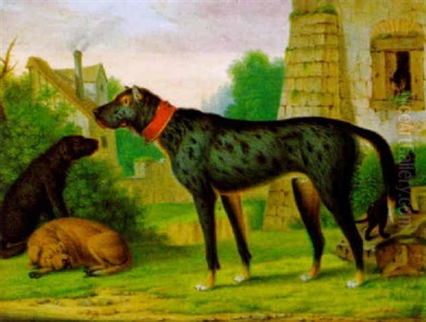 Vier Hunde Vor Dem Fenster Eines Alten Gebaudes, In Das Sich Eine Katze Gefluchtet Hat - view 1