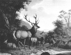 Ein Kapitaler Kronenhirsch Und Sein Gefolge Im Odenwald by Eduard Kehrer