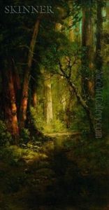 California Redwoods