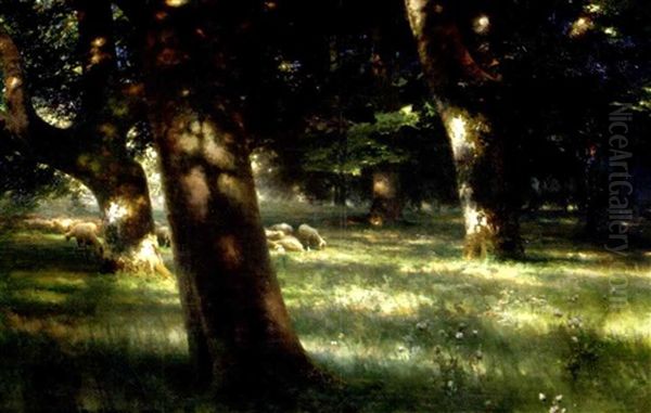 Sommerliche Waldlandschaft Mit Einer Schafherde Unter Den Schattenspendenden Baumen - view 1