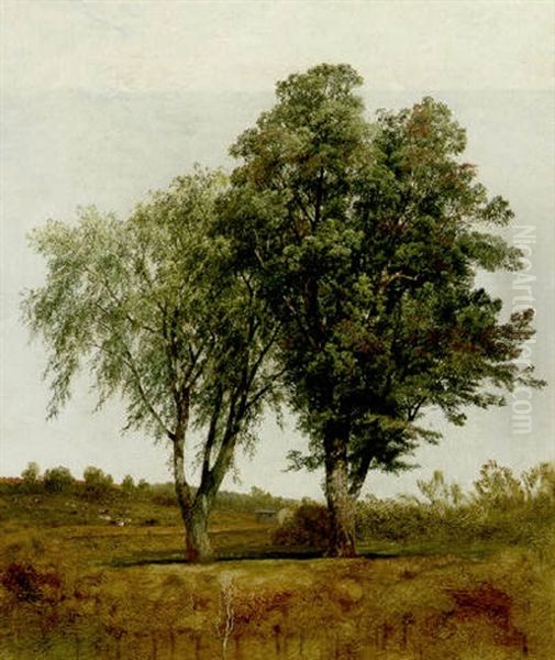 Trees - view 1
