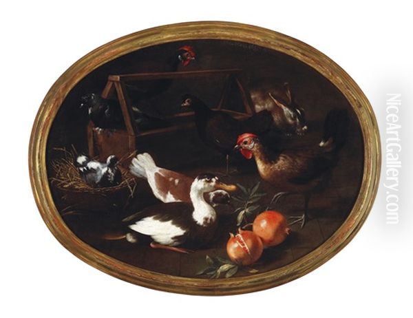 Chickens - view 1