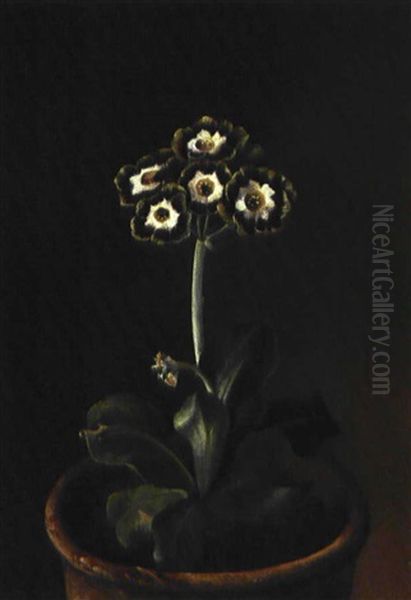Primula I Lerpotte - view 1