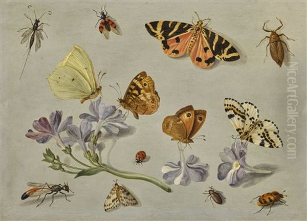 Butterflies, A Moth, Ladybird And Other Insects With A Sprig Of Auricula - view 1