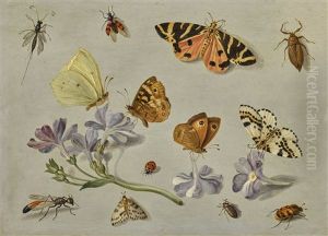Butterflies, A Moth, Ladybird And Other Insects With A Sprig Of Auricula