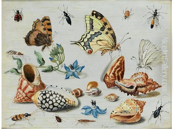 Muscheln, Schmetterlinge, Blumen Und Insekten Auf Weisem Grund - view 1