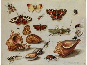 Insekten, Muscheln Und Bluten by Jan van Kessel the Elder