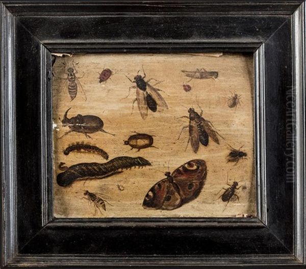 Etude D'insectes (study) - view 1